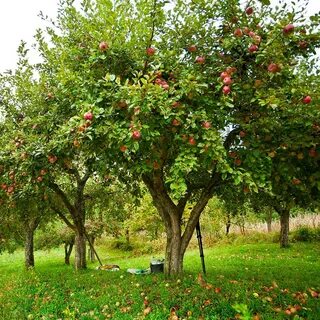 This is apple tree