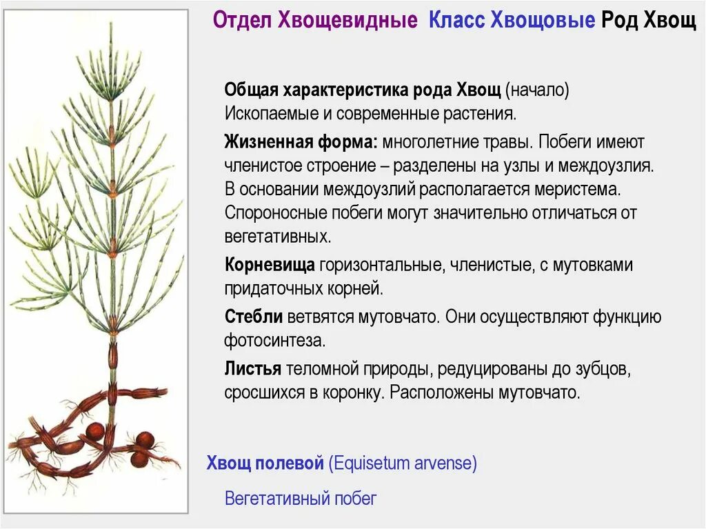 Признаки различия между плаунами и хвощами. Характеристика отдела Хвощевидные. Спороносный побег хвоща полевого. Отдел Хвощевидные особенности строения. Отдел Плауновидные отдел Хвощевидные отдел.