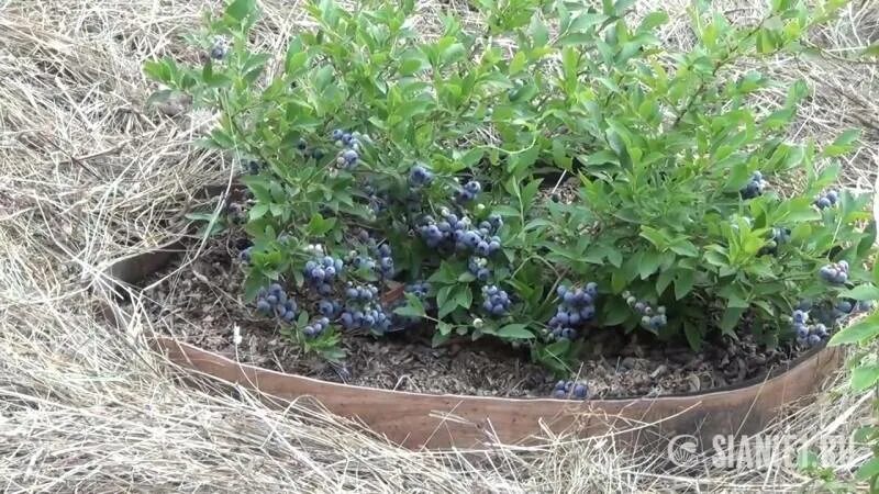 Голубика Садовая узколистная. Голубика высокорослая изгородь. Голубика Садовая крупномеры. Голубика прутьевидная.