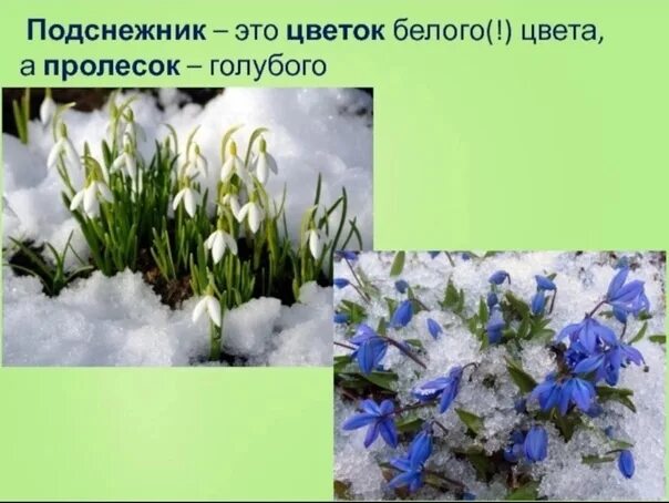 Как выглядит подснежник цветок фото и описание Презентация на тему: Весенние цветы "Пролески"