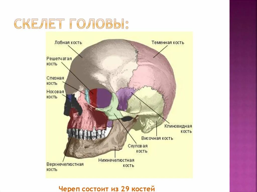 Кости лицевого черепа парные и непарные. Парные и непарные кости черепа человека. Строение черепа мозговой и лицевой отделы. Кости мозгового черепа и кости лицевого черепа.