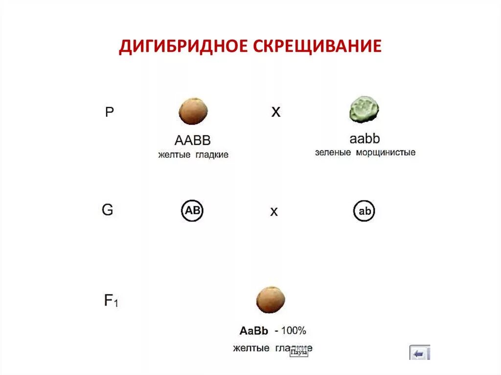 Генотип гороха с желтыми морщинистыми семенами. Дигибридное скрещивание гаметы. Ди гибритное скрещивание. Дигибридное скрещивание это в биологии. Дигибридное скрещивание это скрещивание.