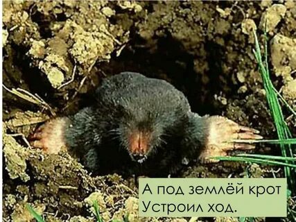 Кроты жизнь под землей