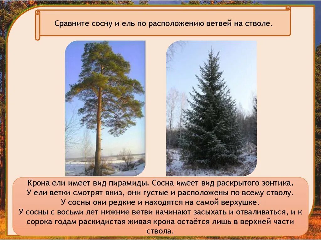 Текст про сосну. Ель и сосна расположение веток. Сосна презентация. Расположение ветвей у ели. Расположение веток на стволе у сосны.