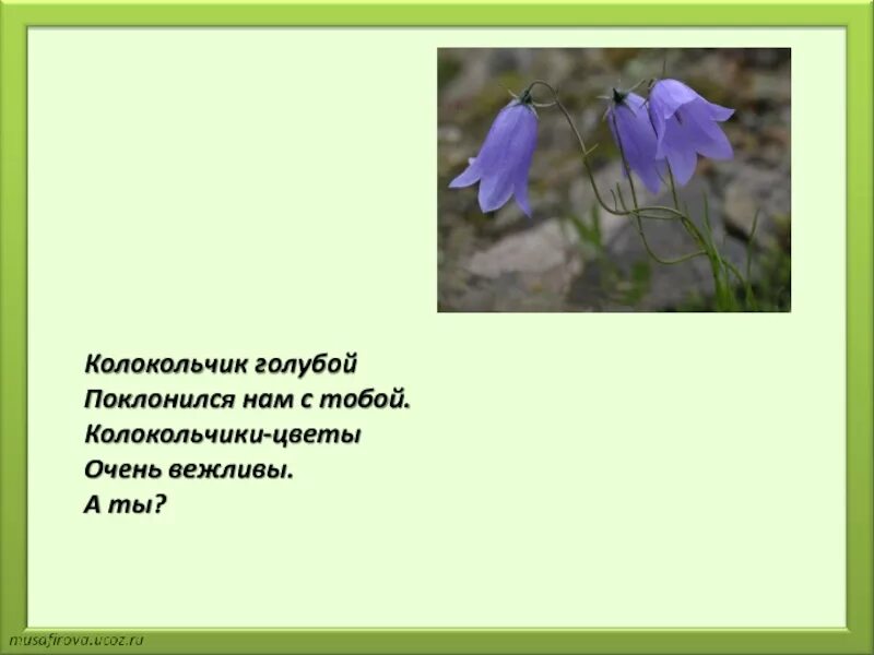 . Серовой «колокольчик голубой…». История цветка колокольчика. Вопросы про колокольчик. Колокольчик голубой поклонился нам с тобой колокольчики цветы очень.