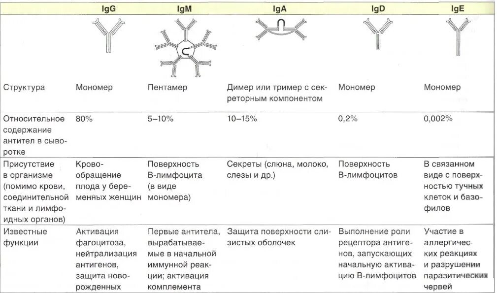 Определение иммуноглобулинов g. Антитела структура мономера классы иммуноглобулинов. Иммуноглобулины структура классы функции. Строение антитела классы иммуноглобулинов. Основные типы антител и их основные функции.