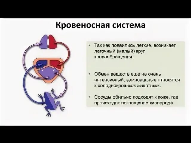 Огэ кровеносная система