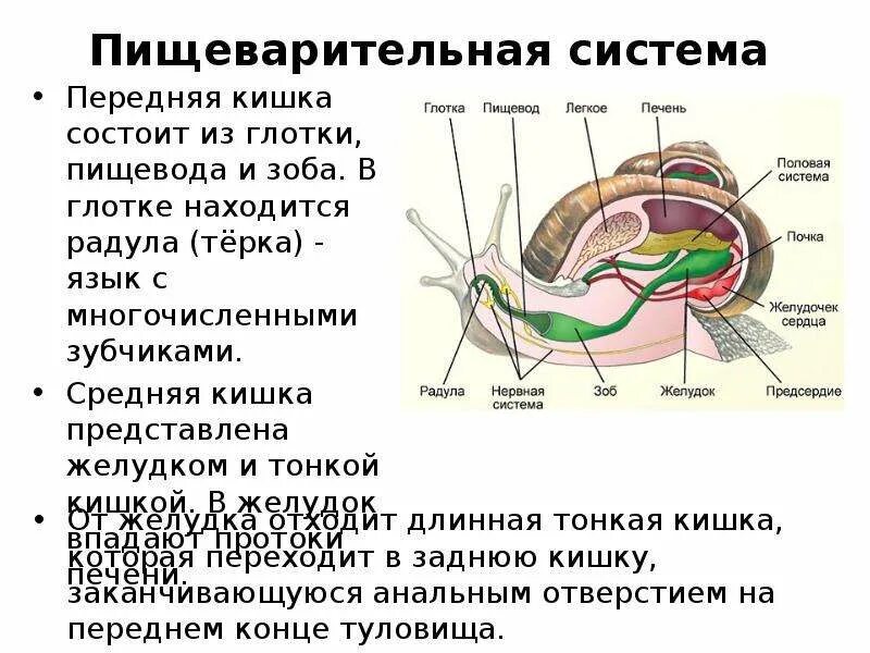 Отделы пищеварительной системы виноградной улитки. Пищеварительная система виноградной улитки. Пищеварительные железы виноградной улитки. Пищеварение улитки.