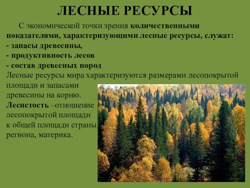 Какие богатства лесной зоны. Ресурсы леса. Природные ресурсы лес. Природные ресурсы Лесные ресурсы. Примеры лесных ресурсов.