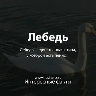 Единственная птица