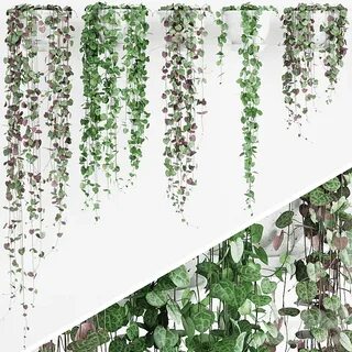 Plant 3 forms