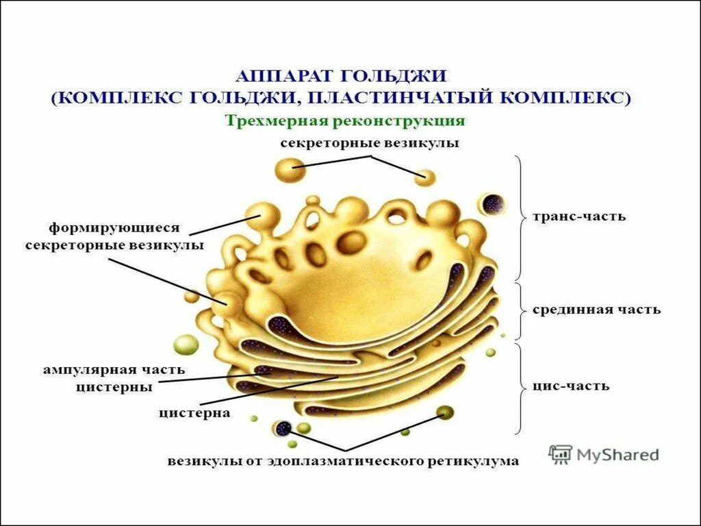 Комплекс аппарат Гольджи функции. Аппарат Гольджи функции 5 класс. Аппарат Гольджи строение рисунок. Пластинчатый комплекс