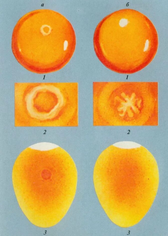 Как оплодотворяют яйца куры. Неоплодотворные яйцо овоскопирование. Зародышевый диск оплодотворенного яйца. Яйцо неоплод овоскопирование. Оплодотворные яйцо овоскопирование.