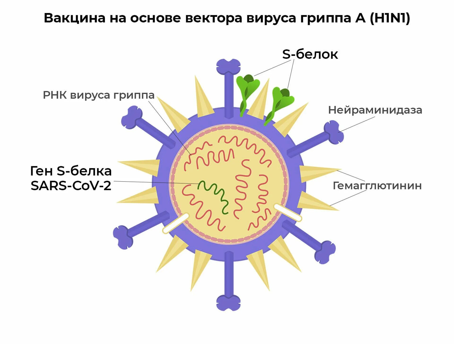 Белок вируса гриппа. Вирус гриппа. Векторы на основе вирусов. Вирус гриппа вакцина. Вирус гриппа h1n1.