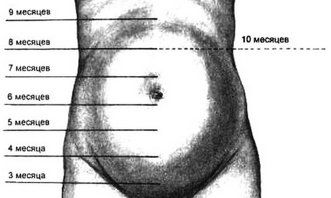 Ож и вдм. Беременность высота стояния дна матки. ВДМ живота при беременности. Высота стояния дна матки по неделям беременности. Измерение окружности живота и стояния дна матки.