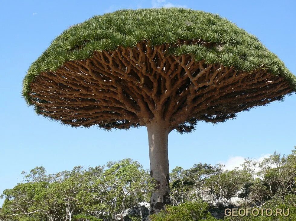 Драконово дерево где. Драконовое дерево Сокотра. Драцена Сокотра. Растения Австралии драконовое дерево. Драконово дерево в Африке.