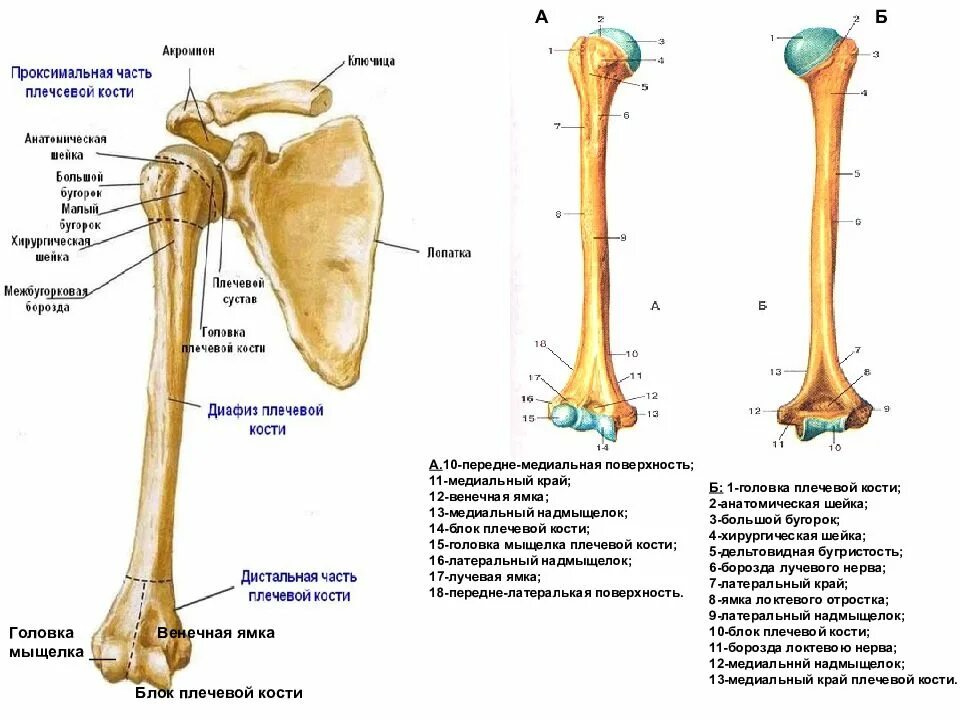 Хирургический латынь. Шейка плечевой кости анатомия. Малый бугорок плечевой кости анатомия. Проксимальный отдел плечевой кости анатомия. Плечевая кость дельтовидная бугристость.