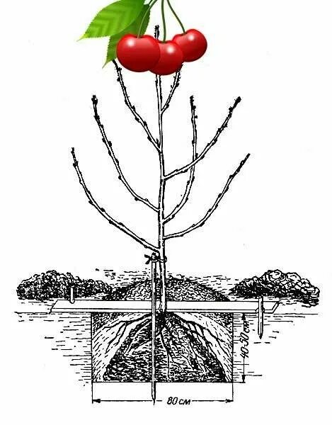 Можно ли сажать вишню с черешней. Корни черешни сбоку. Вишня посадка саженца. Вишни Дюк корневыми отпрысками. Корневая система вишни и черешни.