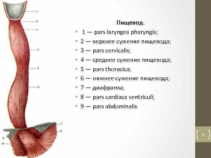 Анатомические сужения пищевода. Анатомические сужения пищевода анатомия. Строение пищевода вид спереди. Пищевод строение анатомия латынь. Пищевод картинка