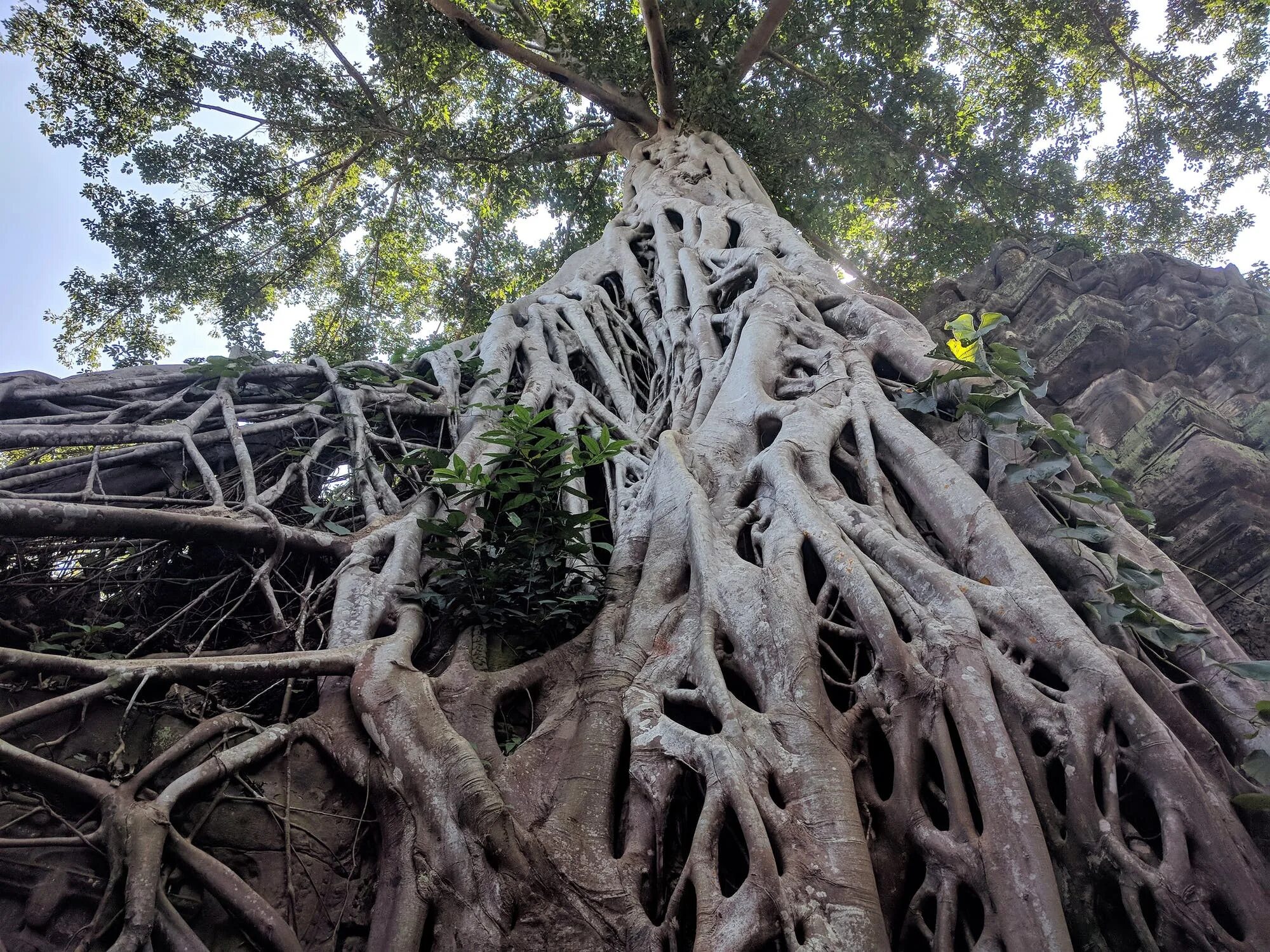 Больший корень это. Баньян дерево корни. Дерево Баньян в Тайланде. Ходульные корни баньяна. Корни баньяна фото.