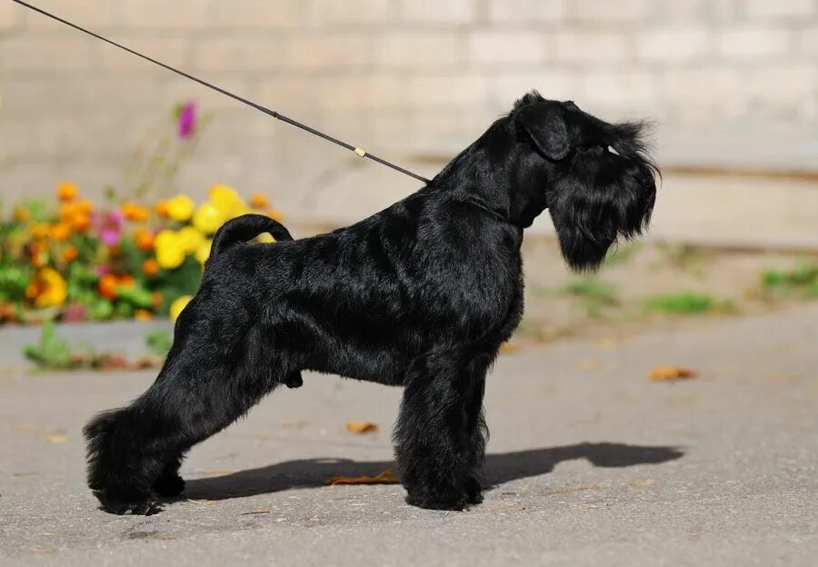 цвергшнауцер. московская область щенки цвергшнауцера. цвергшнауцер. цвергшнауцер. щенки цверг шнайдер.