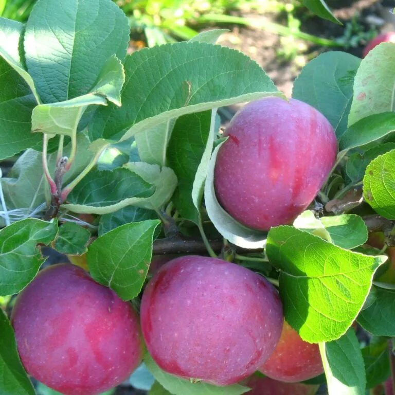 Какой хороший сорт яблок. Яблоня Орлик (зимний сорт). Орлик (сорт яблони). Саженцы яблоня Орлик. Сорт яблок Орлик.