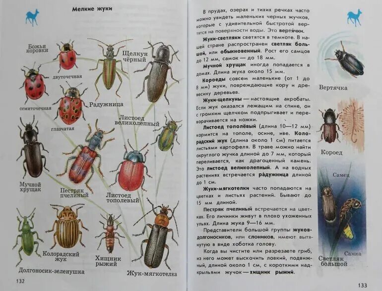 Название 1 жуков. Атлас определитель название Жуков 1 класс. Атлас определитель жуки. Атлас определитель Жуков 1 класс окружающий мир. Атлас-определитель 2 класс окружающий мир жуки.