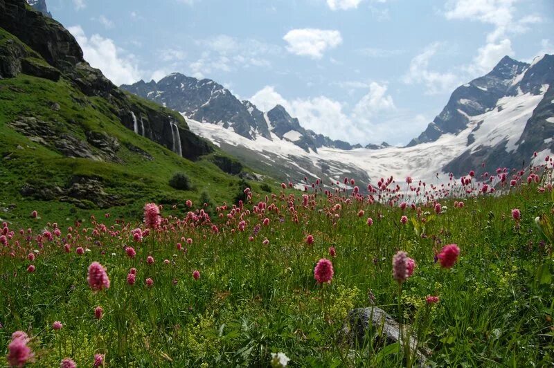 мясо горца. мясо горца. мясо горца. острое мясо по узбекски. горец змеиный (polygonum bistorta).