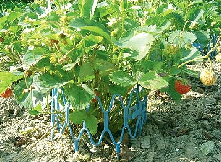 Подставка для клубники. Подставки для клубники на грядке. Подставка для клубники. Клубника сельва ремонтантный. Опора для клубники protex «корзинка».