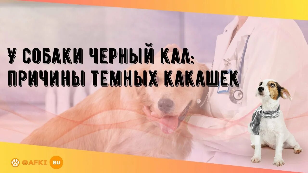 Собака как будто подавилась пытается. Собака задыхается и хрипит. собака хрюкает и задыхается. собака подавилась что делать.