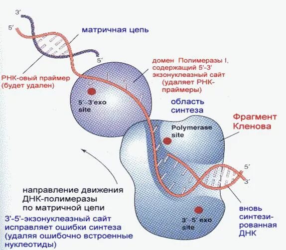 РНК полимераза репликация. Образование РНК праймера схема. РНК праймер в репликации. РНК полимераза и РНК праймаза.