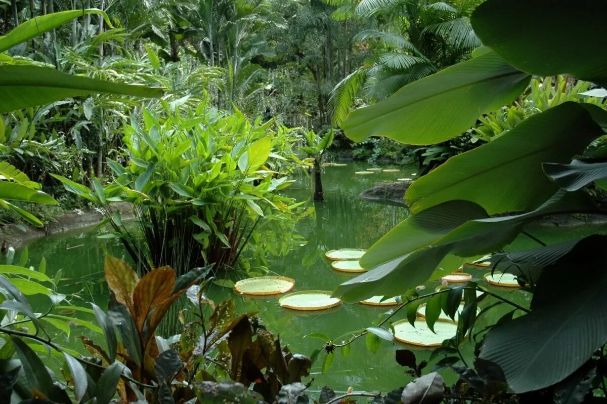 Предпочитают тенистые влажные местообитания. Растения Ботанический сад джунгли. Тропическические растения. Тропическая растительность. Растения тропиков.