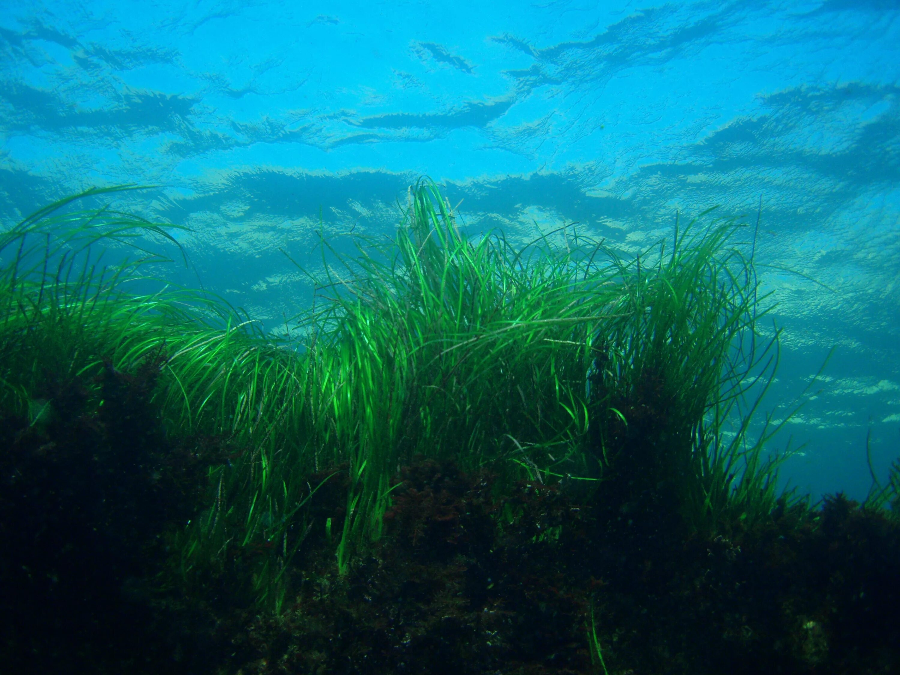 Фитопланктон водоросли. Фитопланктон и ламинарии. Синезеленные водоросли. Arthrospira водоросли.