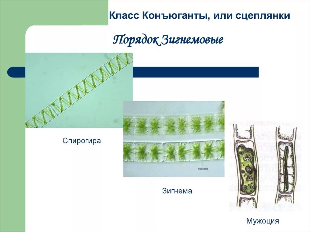 Конъюгация спирогиры. Мужоция водоросль. СЦЕПЛЯНКИ водоросли. Зигнема водоросль строение. Класс СЦЕПЛЯНКИ.