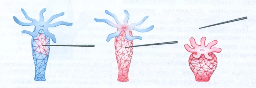 Проведение раздражения нервными клетками гидры. Гидра Пресноводная рефлекс. Нервная система гидры раздражимость. Раздражимость гидры пресноводной.