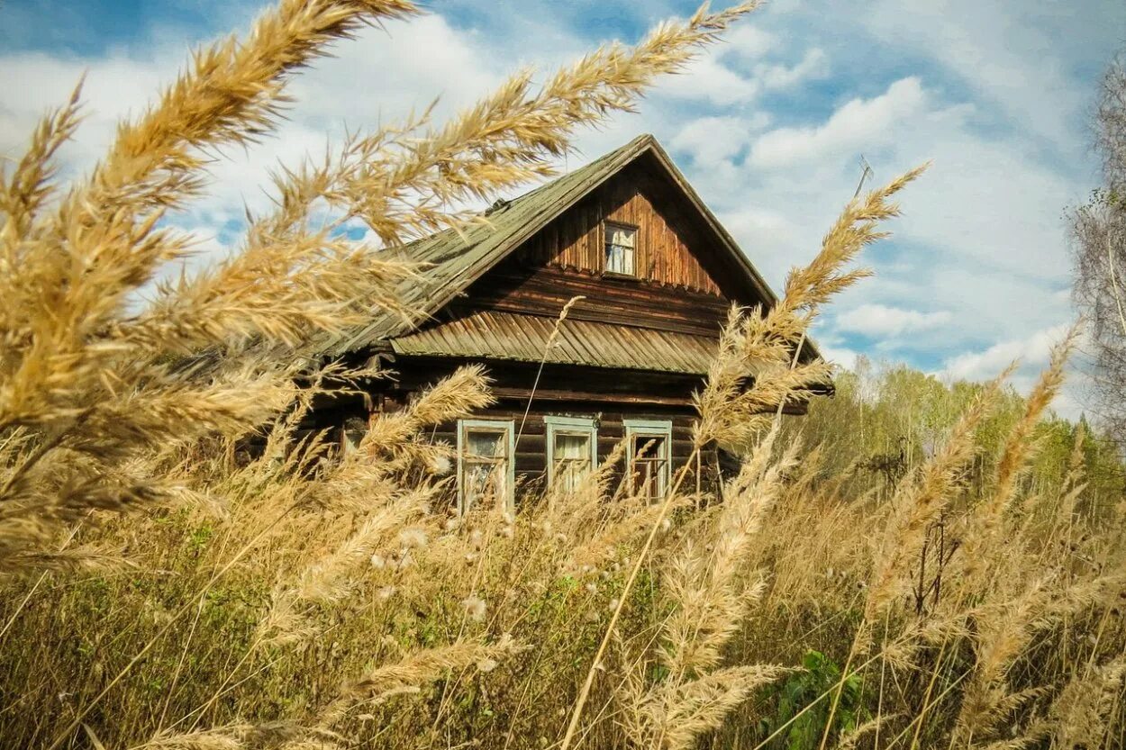 Заросший земельный участок. Остров бурьян. Участок зарос сорняками. Порос бурьяном. Заросшая дача.