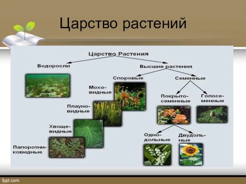 3 примера организмов относящихся к растениям