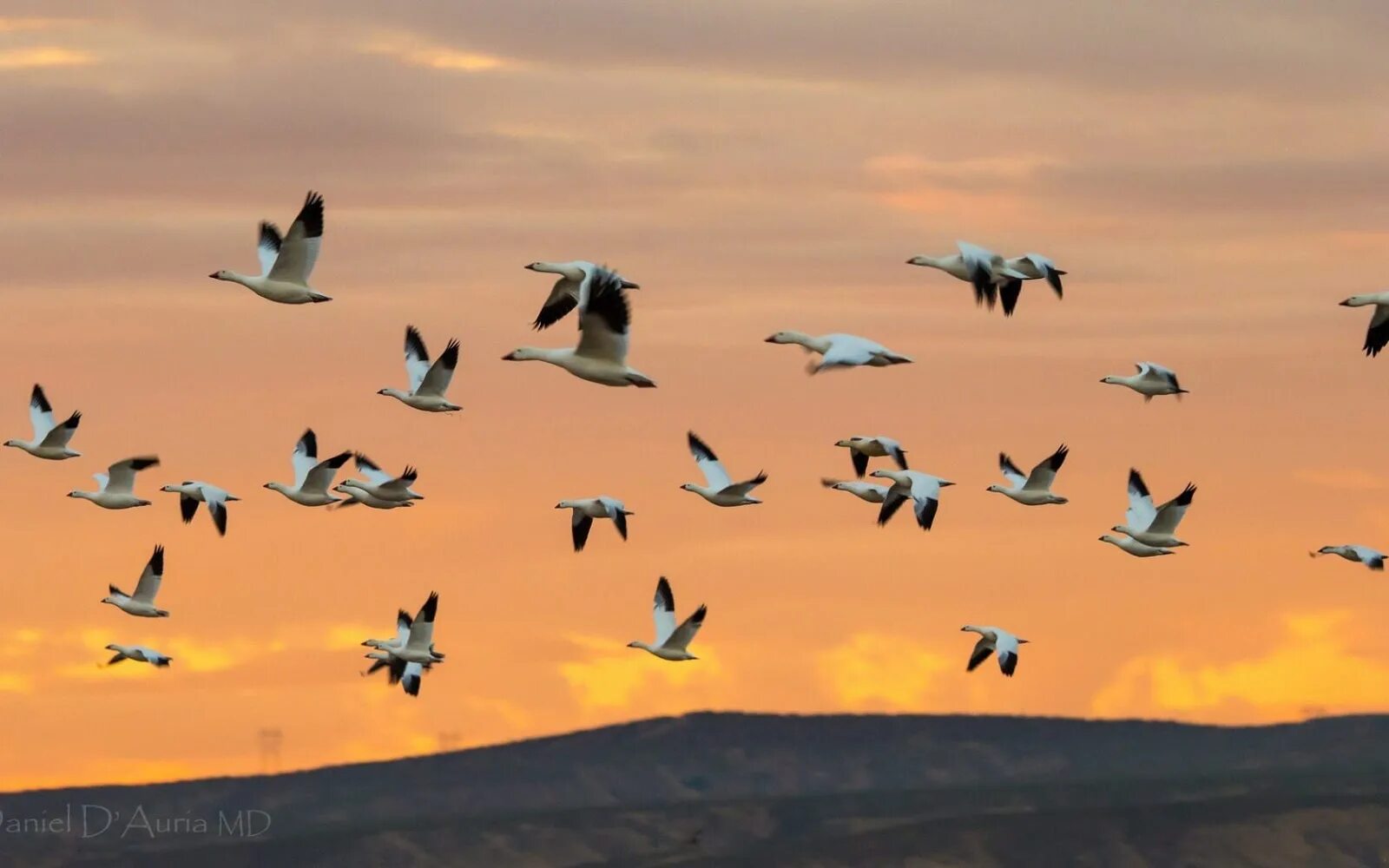 Flock of birds. Стая птиц. Птицы в небе. Птицы улетают. Птицы улетают на Юг.