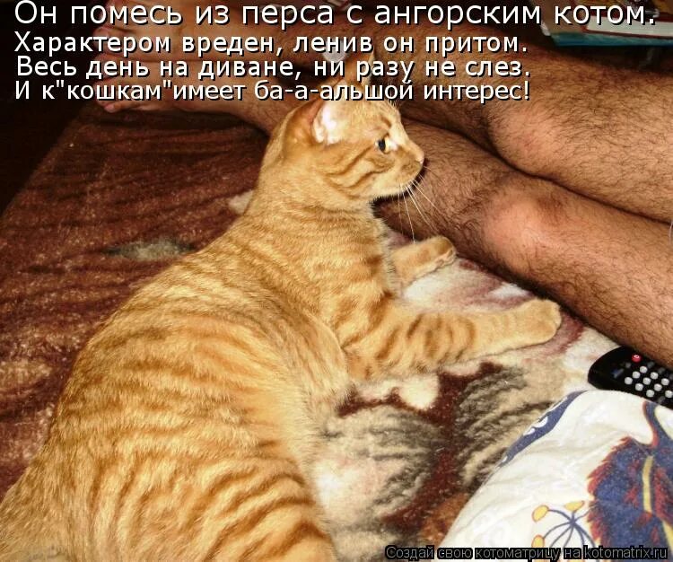 Коты с надписями. Юмор с котами. Шутки про котов и хозяев. Смешные котики с надписями. Ни разу никого не любила