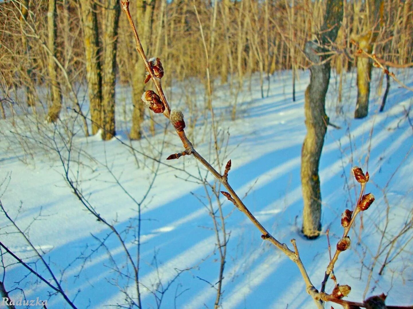 Весеннее Пробуждение природы. Природа пробуждается весной. Март природа. Весеннее пробуждение весной