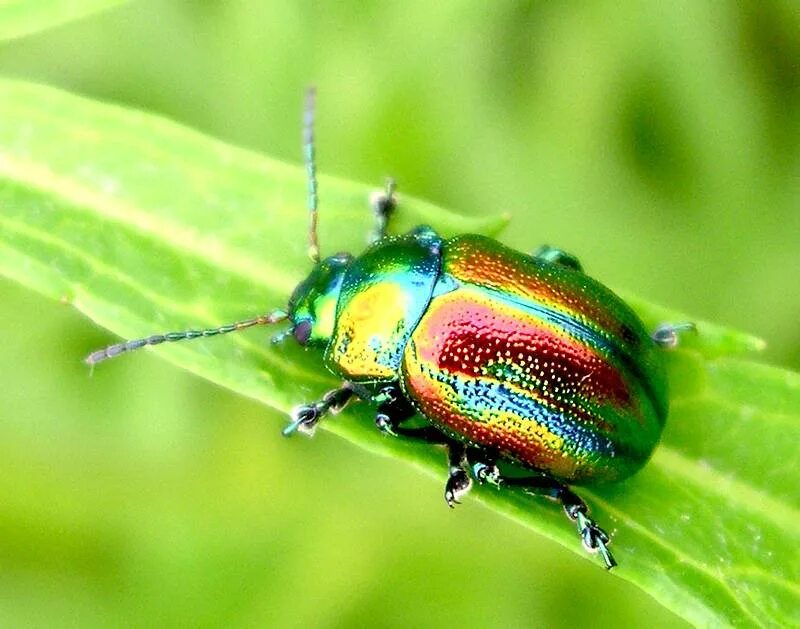 Листоед ясноточный (chrysolina fastuosa). Листоед ясноточный. Жук листоед радужный. Жук листоед тополевый. Листоед ясноточный.