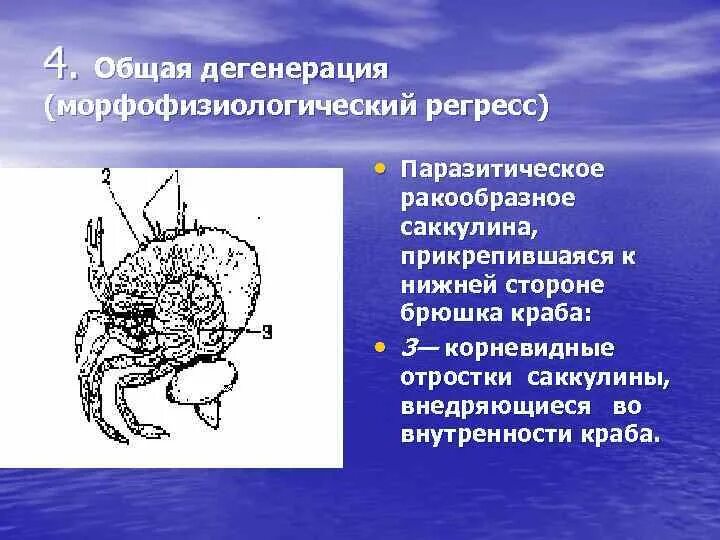 Дегенерации приводят к биологическому прогрессу. Дегенерация саккулина. Общая дегенерация. Общая дегенерация и регресс. Ракообразные паразиты примеры.