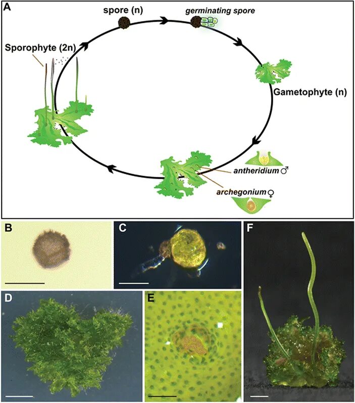 Embryophyta жизненный цикл. Жизненный цикл антоцероса. Антоцеротовые жизненный цикл. Антоцеротовые мхи жизненный цикл.