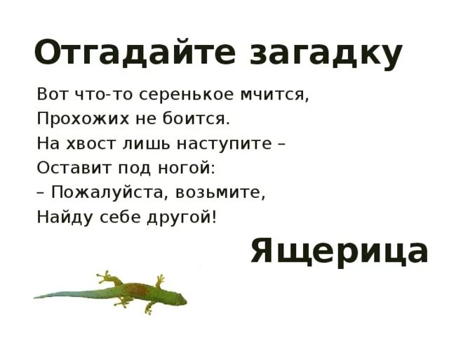 Загадка про ящерицу. Загадка про ящерицу для детей. Стишок про ящерицу. Загадка про ящерку.