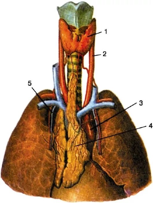 иннервация щитовидной железы анатомия. топография трахеи. аорта гортани. верхний гортанный нерв анатомия. возвратный гортанный нерв топография.