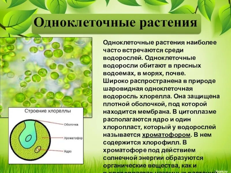 Жизнь клетки одноклеточного организма