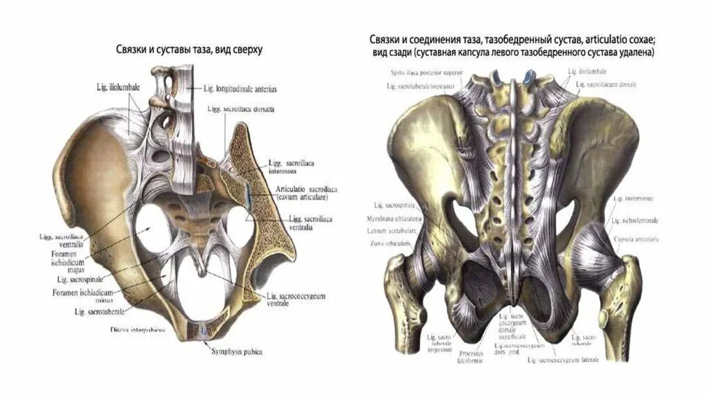 Остеология тазовая кость.