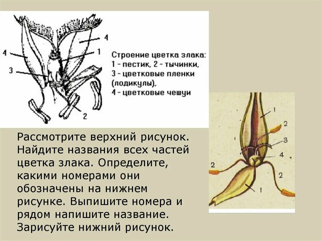 Органы злаковых. Строение цветков злаковых. Семейство злаковые строение цветка. Строение цветка злаковых формула. Схема строения цветка злаков.