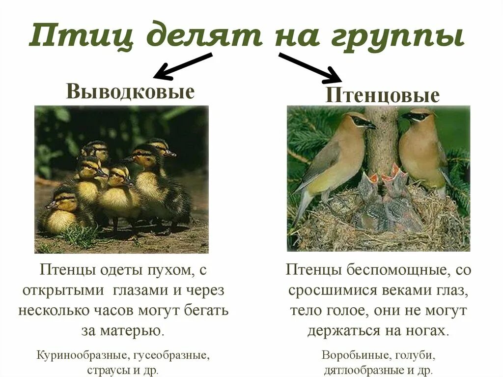 Примеры гнездовых птиц