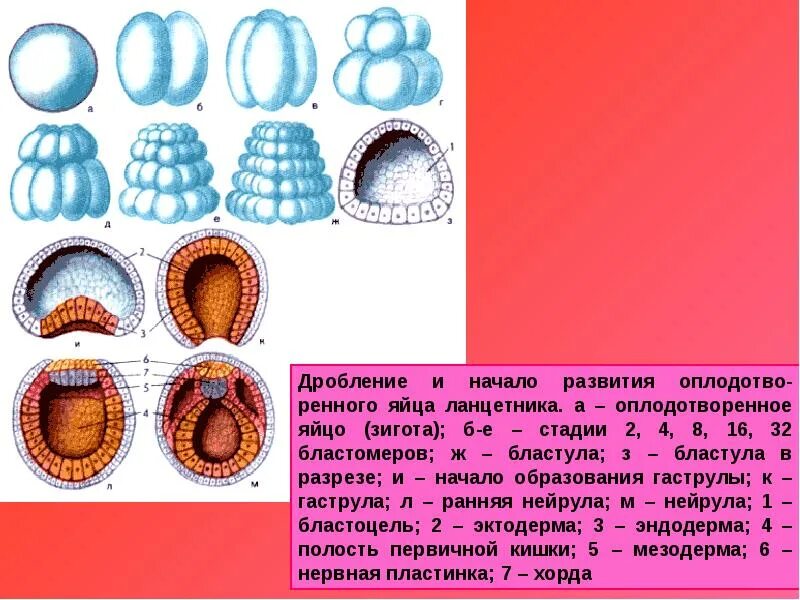 Дробление бластулы у ланцетника. Стадии развития бластула. Бластула гаструла нейрула ланцетника. Онтогенез нейрула. Деление клетки онтогенез